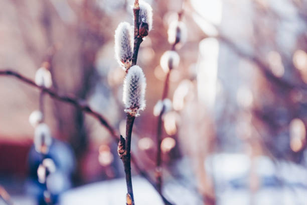 Fluffy beautiful Easter willow branches bloom in early spring Enjoy the sunrise красота stock pictures, royalty-free photos & images