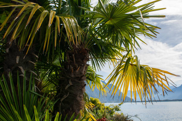 istock banana plants in Mediterranean 1127634368
