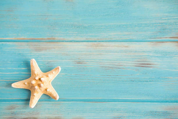 istock Wooden background white with shells. Frame with seashells on a white background. Sea background 1127635900
