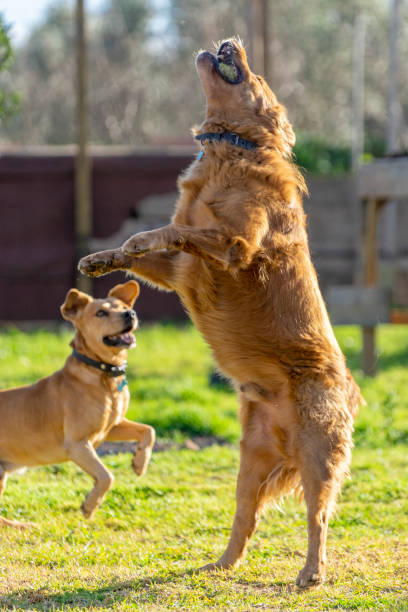 istock pet animals, dogs 1127636147