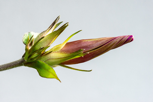 Close up photos of pink tulips in a bouquet