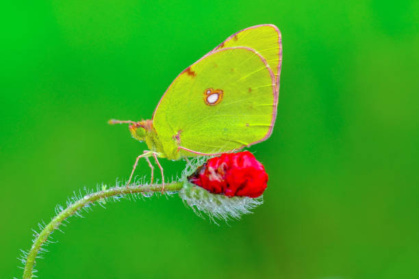 istock Beautiful butterfly sitting on flower 1127636896
