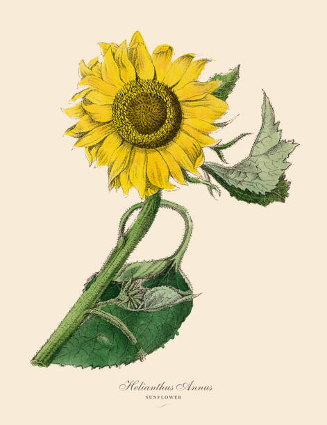 Helianthus annus, Sunflower Plants, Victorian Botanical Illustration Very Rare, Beautifully Illustrated Antique Engraved Victorian Botanical Illustration of Helianthus annus, Sunflower Plants: Plate 15, Published in 1886. Source: Original edition from my own archives. Copyright has expired on this artwork. Digitally restored. ornamental grass white background stock illustrations