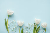 Creative arrangement of white tulips on blue background