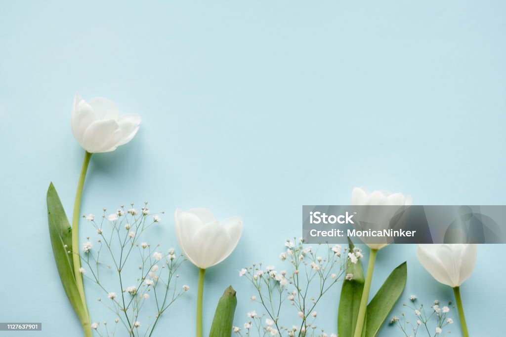 Creative arrangement of white tulips on blue background Creative arrangement of white tulips on blue background. Flower Stock Photo