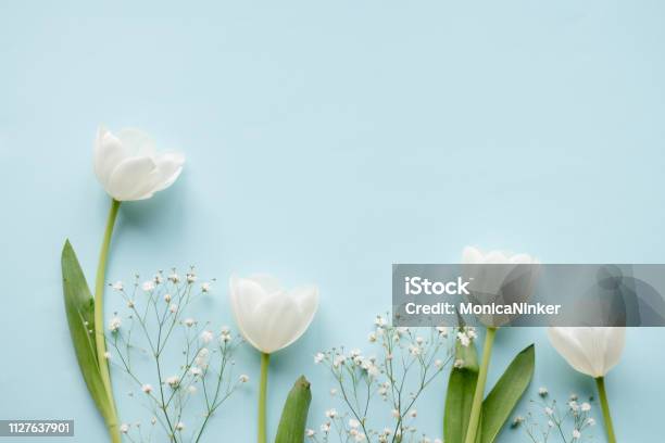 Creative Arrangement Of White Tulips On Blue Background Stock Photo - Download Image Now