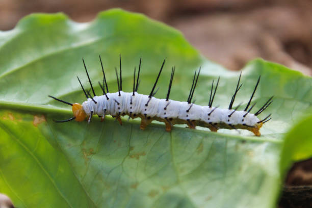 egzotyczna biała gąsienica na zielonym liściu - branch caterpillar animal hair insect zdjęcia i obrazy z banku zdjęć