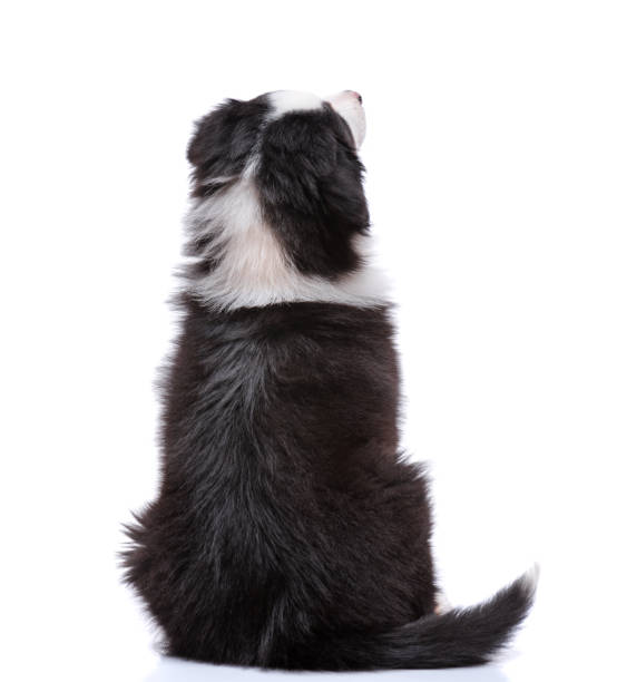 Australian Shepherd puppy Beautiful happy Australian shepherd puppy dog sitting and looking upward, isolated on white background - back view australian shepherd stock pictures, royalty-free photos & images