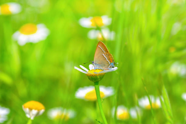 istock Beautiful butterfly sitting on flower 1127639431