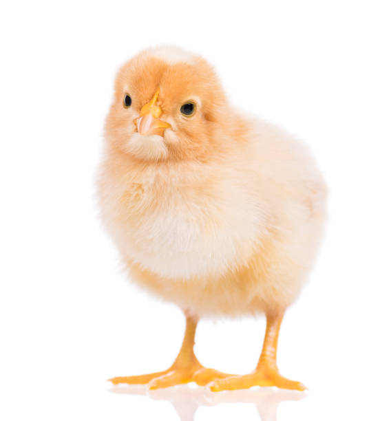 istock Cute little chicken isolated on white 1127639776