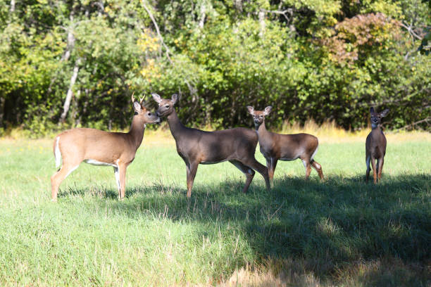 istock Deer in New Glasgow, Nova Scotia, Canada 1127642979
