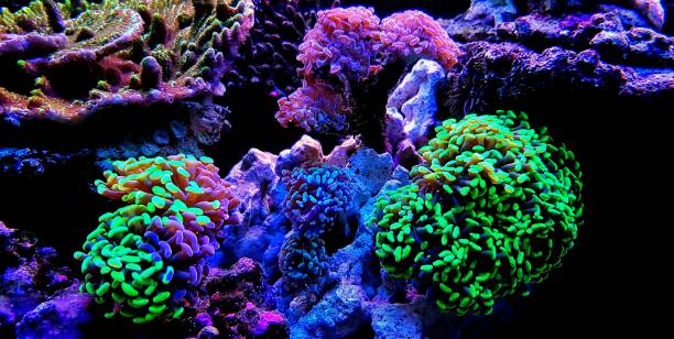 istock Euphyllia LPS coral in reef aquarium tank 1127643248