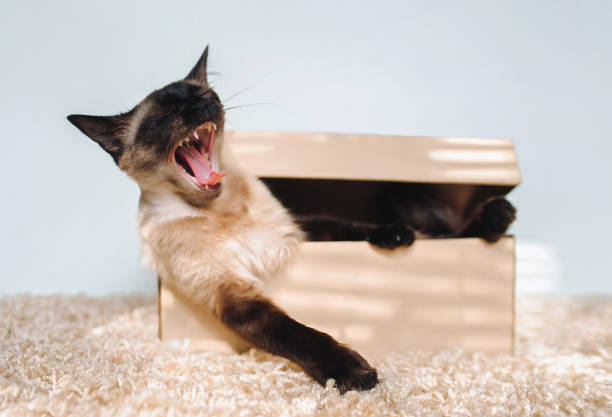 Siamese cat yawns selflessly while sitting in a cardboard box. The concept of boredom, drowsiness. Teeth, tongue, fangs. stock photo