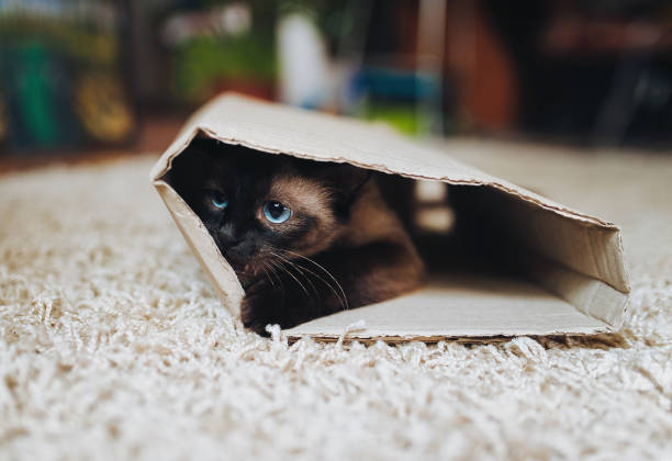 Siamese cat hides in a cardboard box. Cat Games. Cat's with blue eyes.