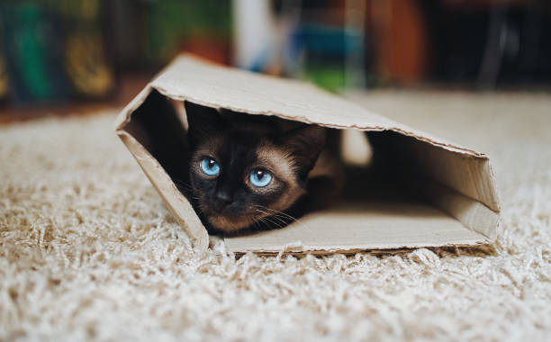 istock Siamese cat hides in a cardboard box. Cat Games. Cat's with blue eyes. 1127644149