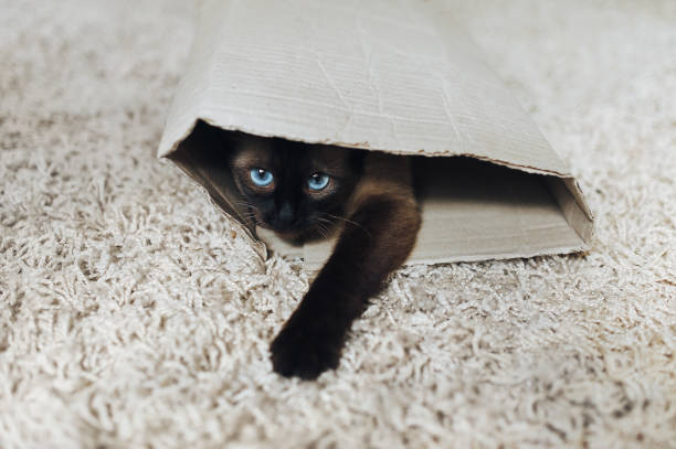 istock Siamese cat hides in a cardboard box. Instinct to hunt. Cat Games. 1127644153