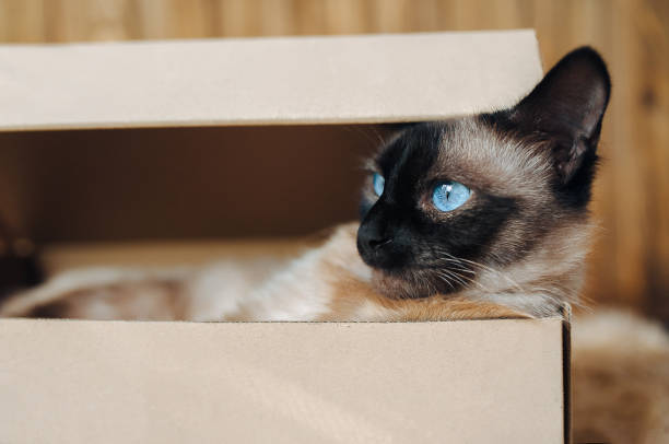 istock The kitten sits in a cardboard box. Playful cat. Siamese breed. 1127644154