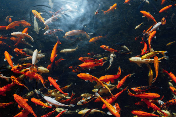 istock koi carp fish at sunny day 1127644231