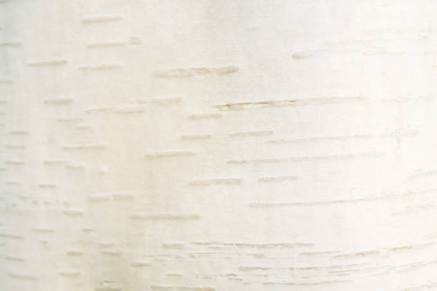White birch bark background. Natural and eco responsible concept. White trendy texture. Horizontal