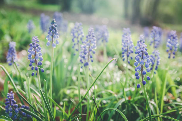 Spring hyacinths at the meadow. Spring, fresh start, new beginning, quiet time outdoors concept. Cold toning. Horizontal