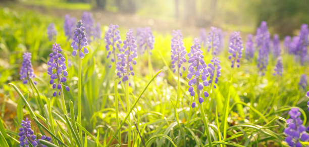 istock Spring hyacinths at the meadow. Spring, fresh start, new beginning, quiet time outdoors concept 1127644365