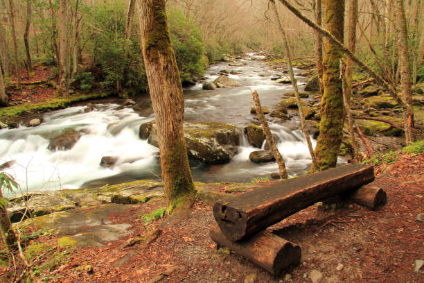 sentiero del piccolo fiume - tennessee great smoky mountains great smoky mountains national park north carolina foto e immagini stock