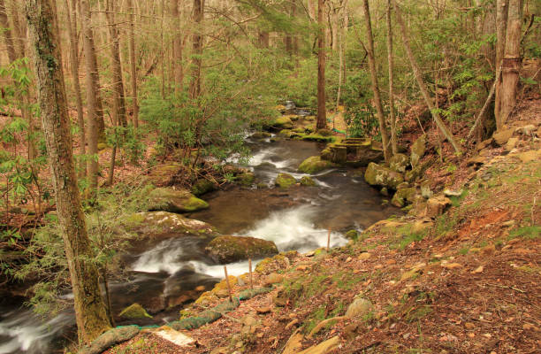 istock Elkmont Ruins on the Little River 1127651087