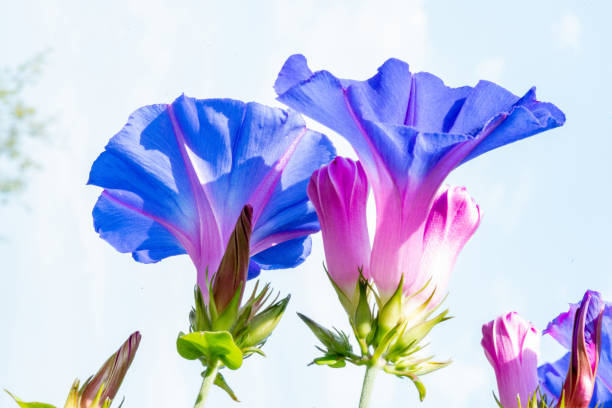 blue morning glory in bloom blue morning glory blooming with deep blue blossoms ipomoea purpurea stock pictures, royalty-free photos & images