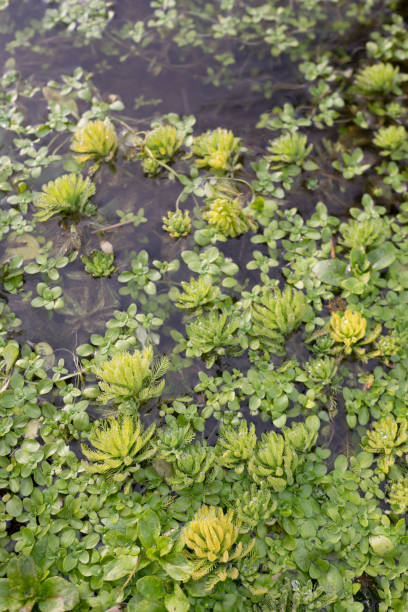 sphagnums en un lago - sphagnum fotografías e imágenes de stock
