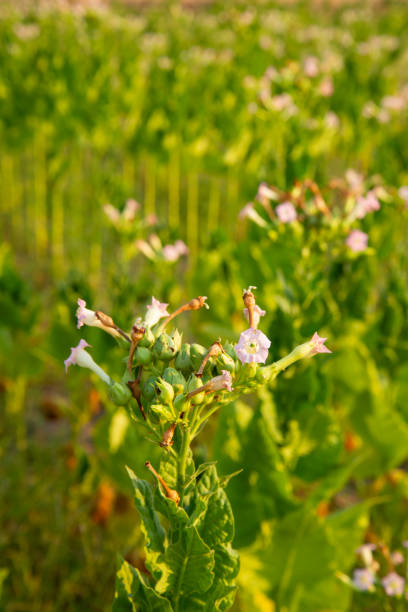 istock Tobacco plant agriculture background 1127654846