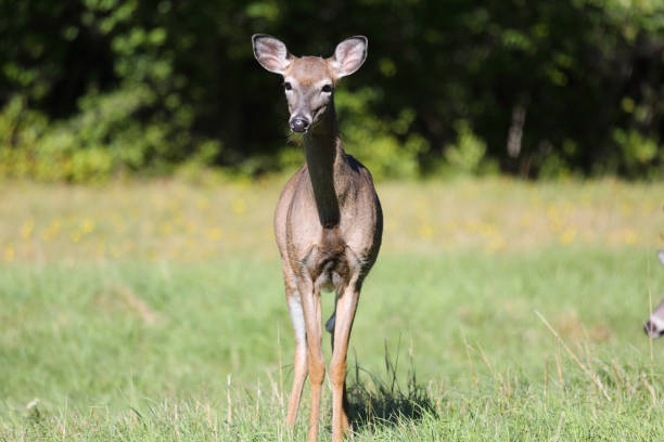 istock Deer in New Glasgow, Nova Scotia, Canada 1127655270