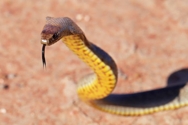 Strap-snouted Brown Snake Strap-snouted Brown Snake in defence brown snake eagle stock pictures, royalty-free photos & images