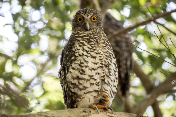 パワフルフクロウ - powerful owl ストックフォトと画像