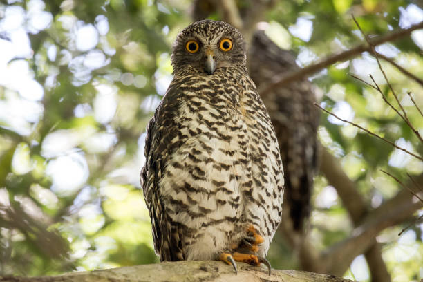 Powerful Owl stock photo