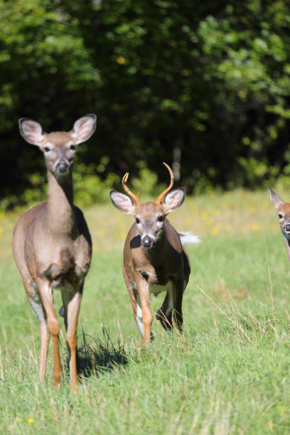 istock Deer in New Glasgow, Nova Scotia, Canada 1127656274