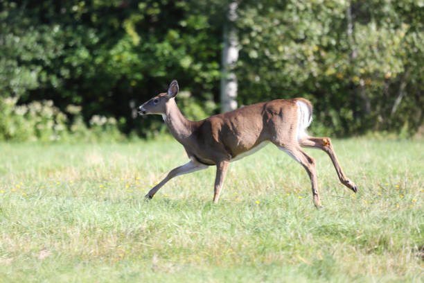 istock Deer in New Glasgow, Nova Scotia, Canada 1127657172