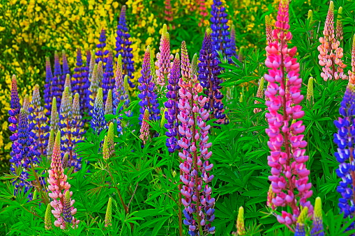Colorful lupine flowers natural pattern – flowerbed garden relaxing landscape