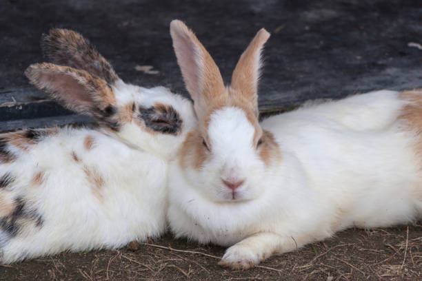 mignon lapin blanc - apse photos et images de collection