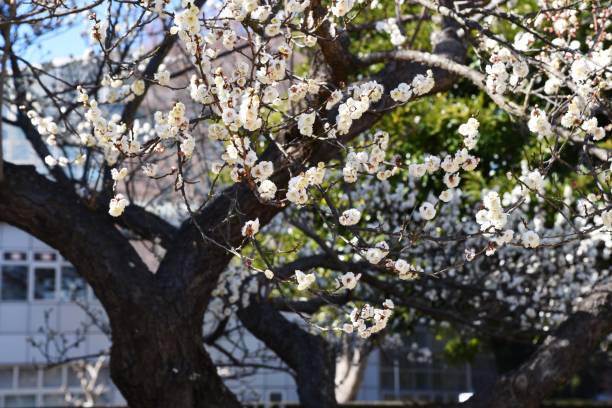 istock Japanese plum blossoms 1127666374