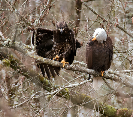 Bald eagle sitting on the branch next to its offspring, an immature eagle. The immature has one of its wings half extended out like he is showing something and the bald eagle has its head tilted down and sideways at a comical angle as if inspecting it