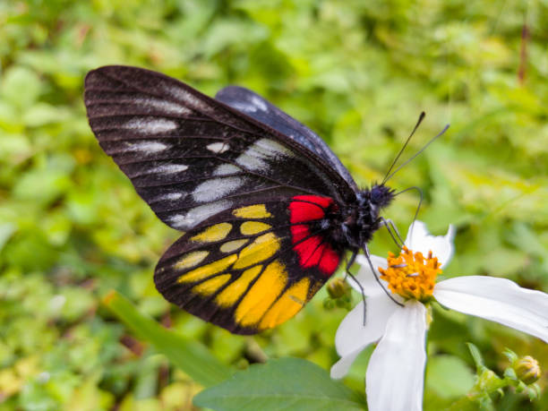 istock Butterfly sitting on white flower, close-up 1127668191