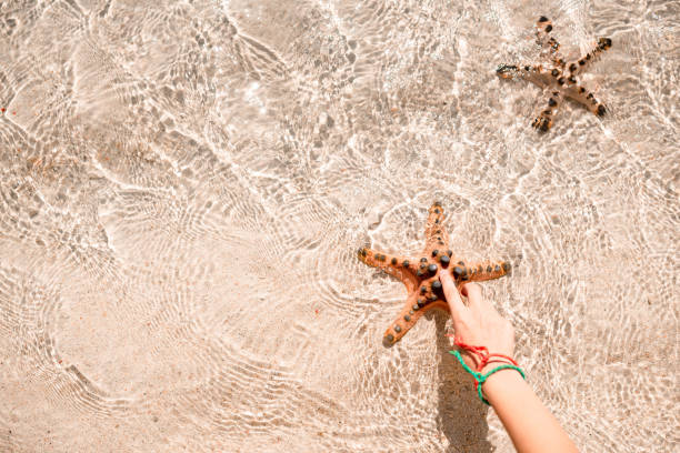 istock Starfish on the sandy beach in the sea 1127675333