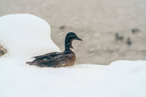 istock Duck on a snow covered ground in winter 1127676608