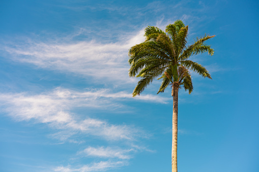 Summer, Sunset, Palm Tree, Sky, Tropical Climate