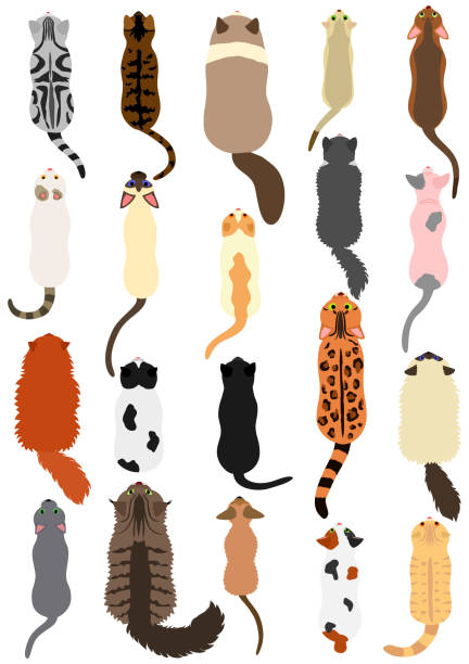 ilustraciones, imágenes clip art, dibujos animados e iconos de stock de gatos raza conjunto vista superior - bengals