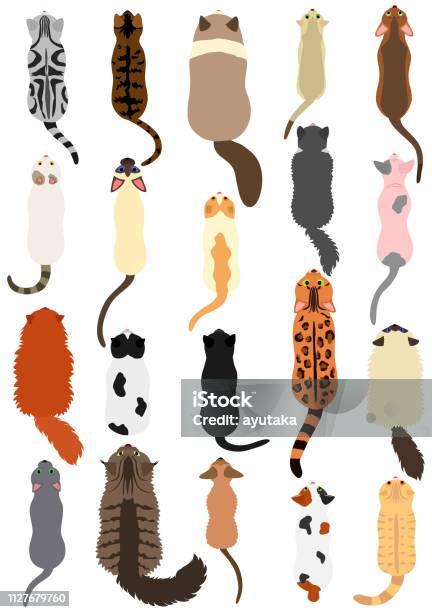 Cats Breed Top View Set Stock Illustration - Download Image Now - Domestic Cat, High Angle View, Directly Above