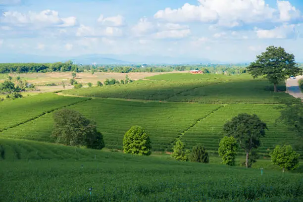 Photo of Beautiful landscape in Choui Fong Tea plantation field in Chiang Rai the Northern province of Thailand.