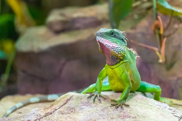 Chinese water dragon (Physignathus cocincinus) is a species of agamid lizard native to China and mainland Southeast Asia