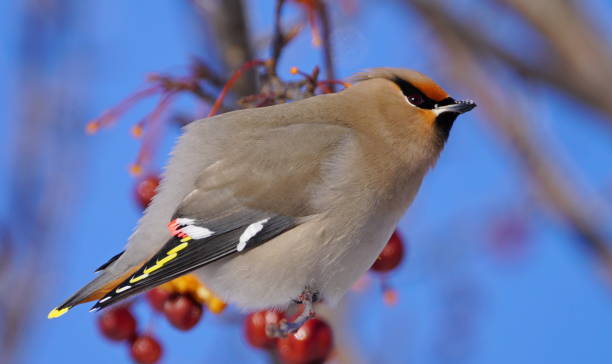 istock Close-up of a bohemian waxwing bird 1127680751