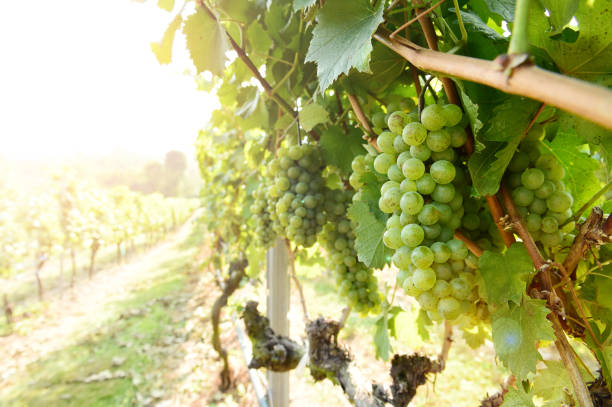 istock Vine and bunch of white grapes 1127680904
